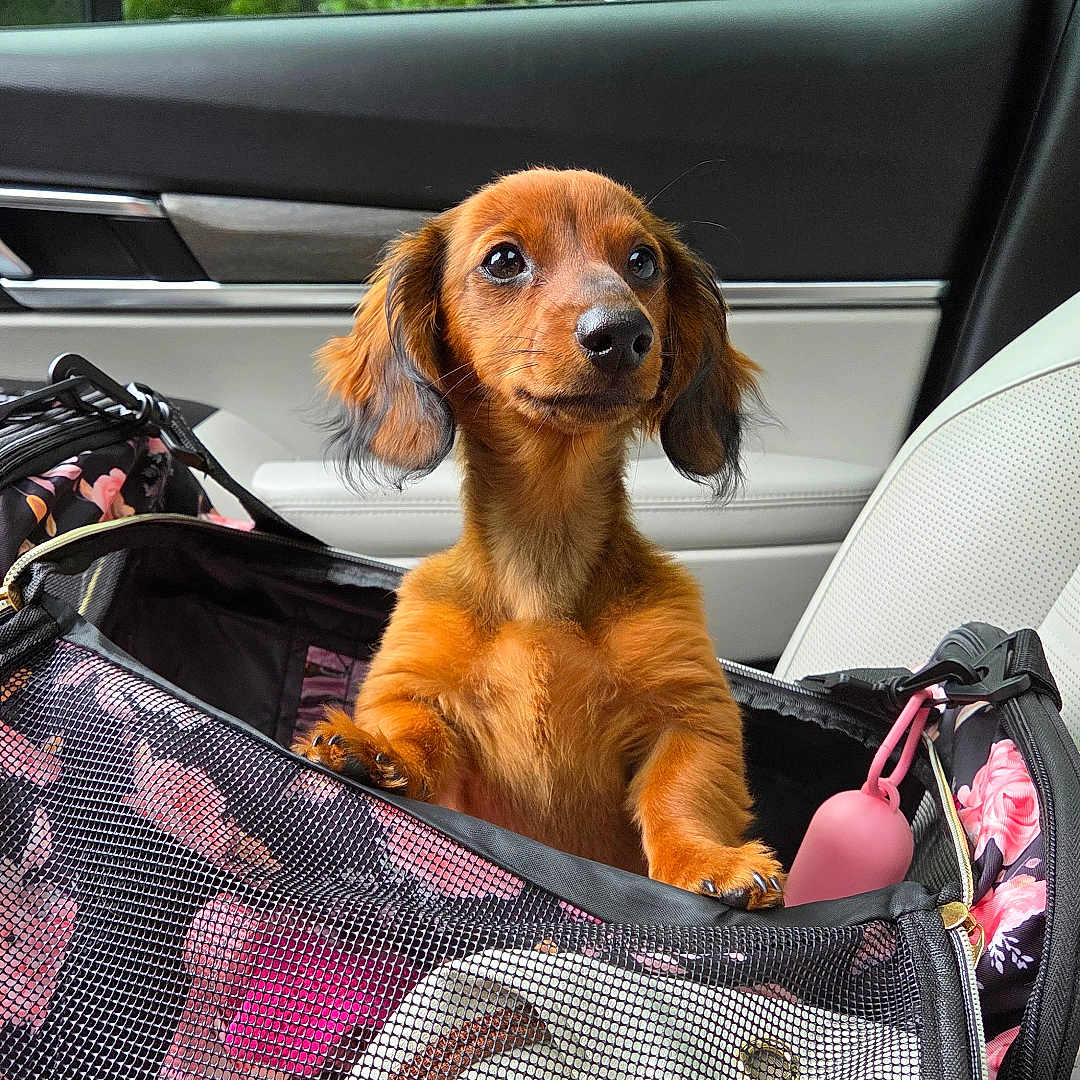 Millie is registered to the contest to win money with this photo: animal, brown, car_interior, cute, dachshund, dog, ears, fur, leather_seat, mesh, nose, pet, pet_carrier, pink, puppy, seat, small_dog, travel, trees, window