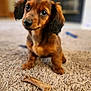 puppy, dog, carpet, bone, pet, cute, small_dog, indoor, fur, animal, canine, looking_up, adorable, brown_fur, young_dog, playful, home, floor, toy, domestic_animal