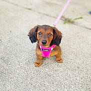 Millie joined the competition — help win amazing prizes! dog, puppy, dachshund, pink_harness, leash, sidewalk, outdoor, cute, pet, animal, small, brown, fur, ears, eyes, walking, young, adorable, canine, companion