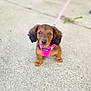 dog, puppy, dachshund, pink_harness, leash, sidewalk, outdoor, cute, pet, animal, small, brown, fur, ears, eyes, walking, young, adorable, canine, companion