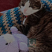 Filous participe au concours pour gagner de l'argent avec cette photo : animal, cat, collar, companion, cozy, crocheted_blanket, cute, feline, fur, home, indoor, pet, red_carpet, relaxing, resting, sleepy, soft_toy, stuffed_animal, tabby, whiskers