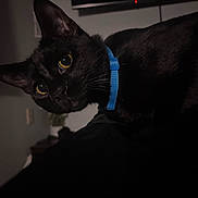Dozer is registered to the contest to win money with this photo: animal, black_cat, cat, close_up, collar, curious, dark, domestic_cat, ears, face, feline, fur, indoor, mammal, night, pet, portrait, shadow, whiskers, yellow_eyes