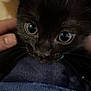 animal, black_kitten, cat, close_up, cozy, curious, cute, domestic_animal, eyes, feline, fur, hand, holding, indoor, pet, portrait, small, soft_texture, whiskers, young
