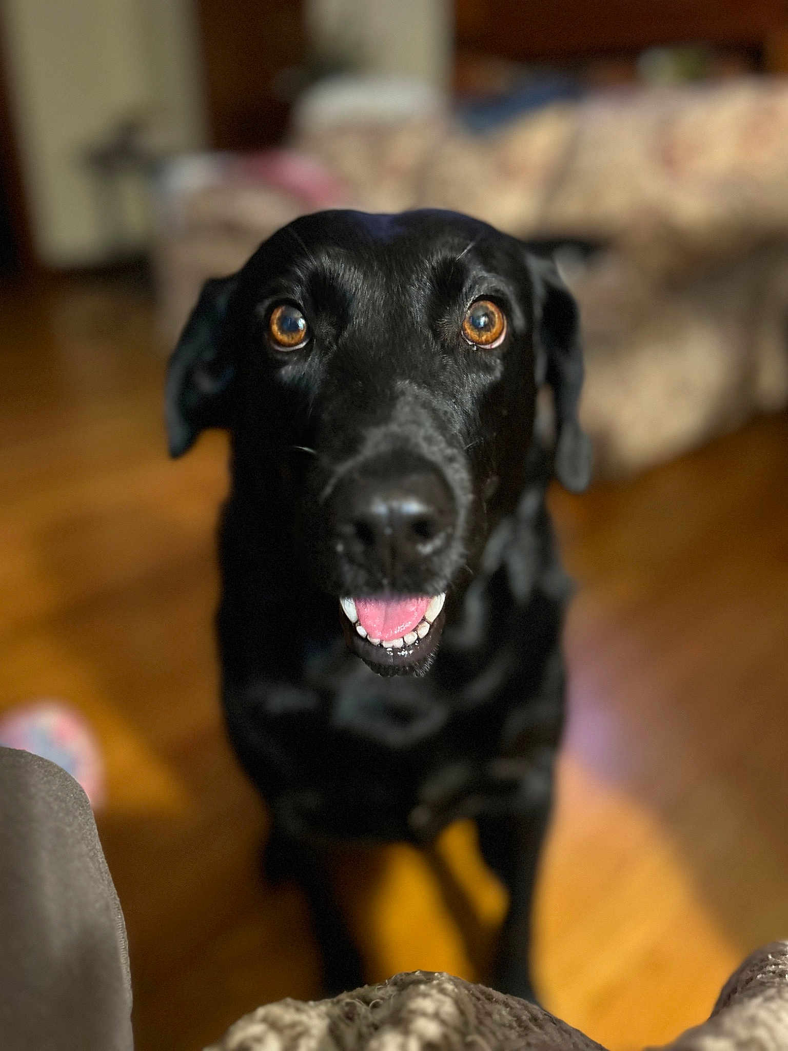 Frankie
