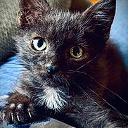 Little Bit is registered to the contest to win money with this photo: kitten, cat, black_cat, heterochromia, claws, close_up, pet, animal, whiskers, fur, cute, curious, indoor, soft_fabric, resting, portrait, young, eyes, paw, cozy