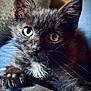 kitten, cat, black_cat, heterochromia, claws, close_up, pet, animal, whiskers, fur, cute, curious, indoor, soft_fabric, resting, portrait, young, eyes, paw, cozy