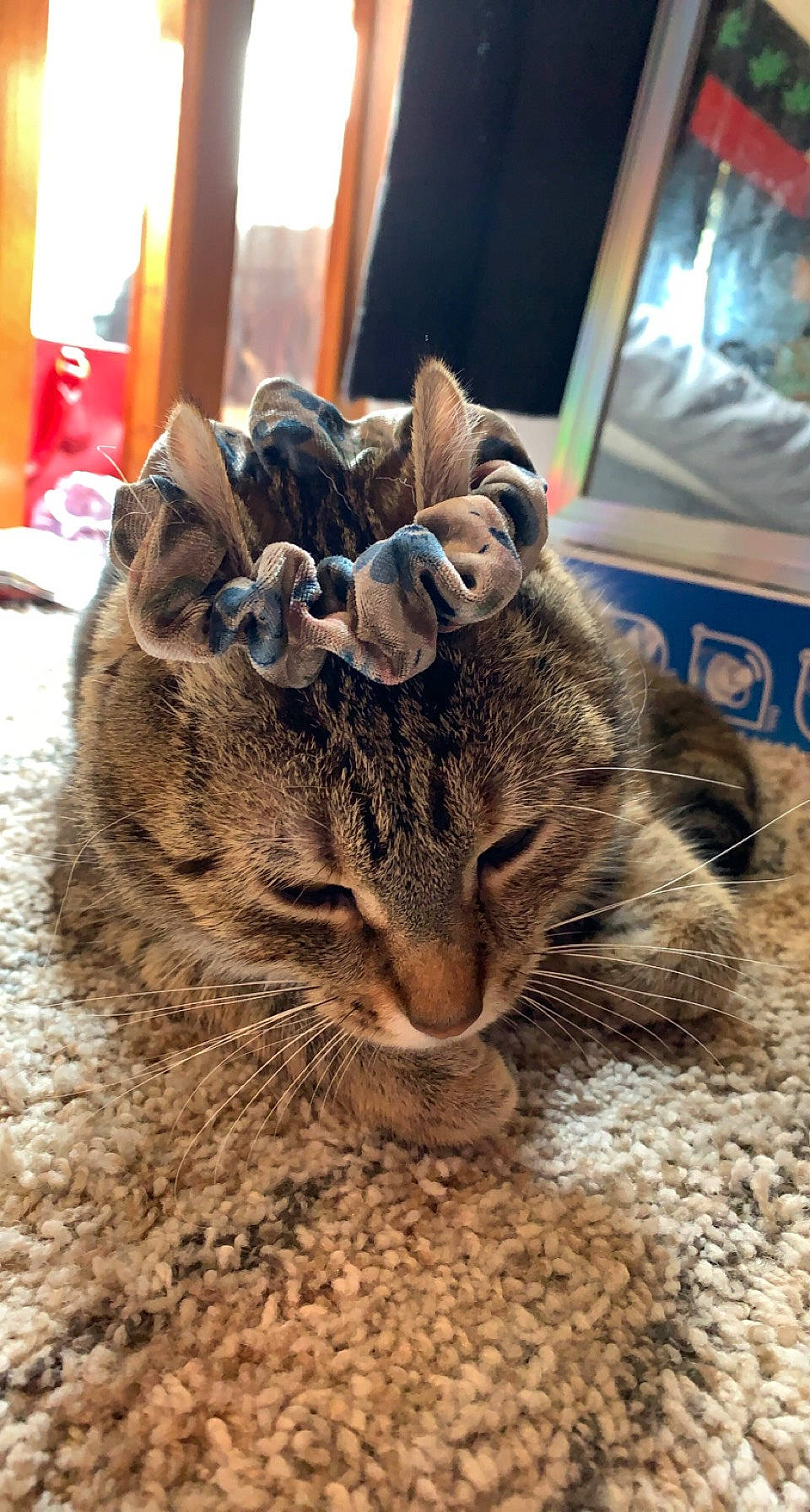 Doobie is registered to the contest to win money with this photo: carnivore, cat, comfort, domestic_short_haired_cat, eye, fawn, felidae, flooring, fur, paw, picture_frame, small_to_medium_sized_cats, snout, soil, terrestrial_animal, whiskers, wildlife, wood