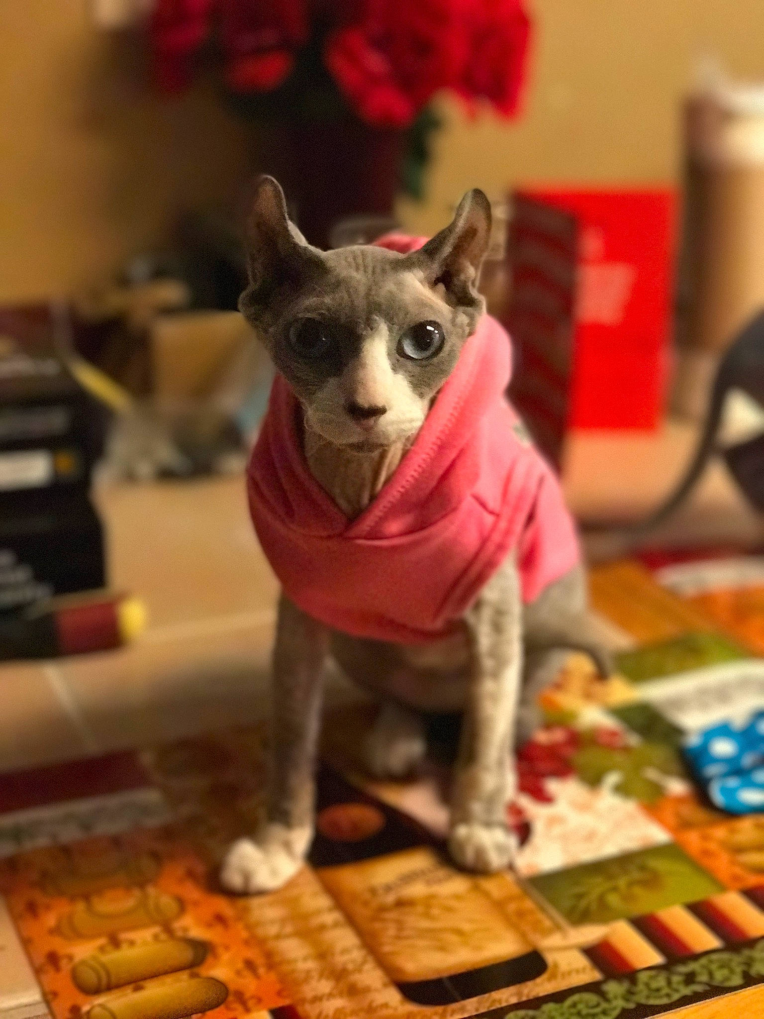 Mia is registered to the contest to win money with this photo: carnivoran, cat, cat_like_mammal, hairless_cat, person, small_to_medium_sized_cats, snout, sphynx, whiskers