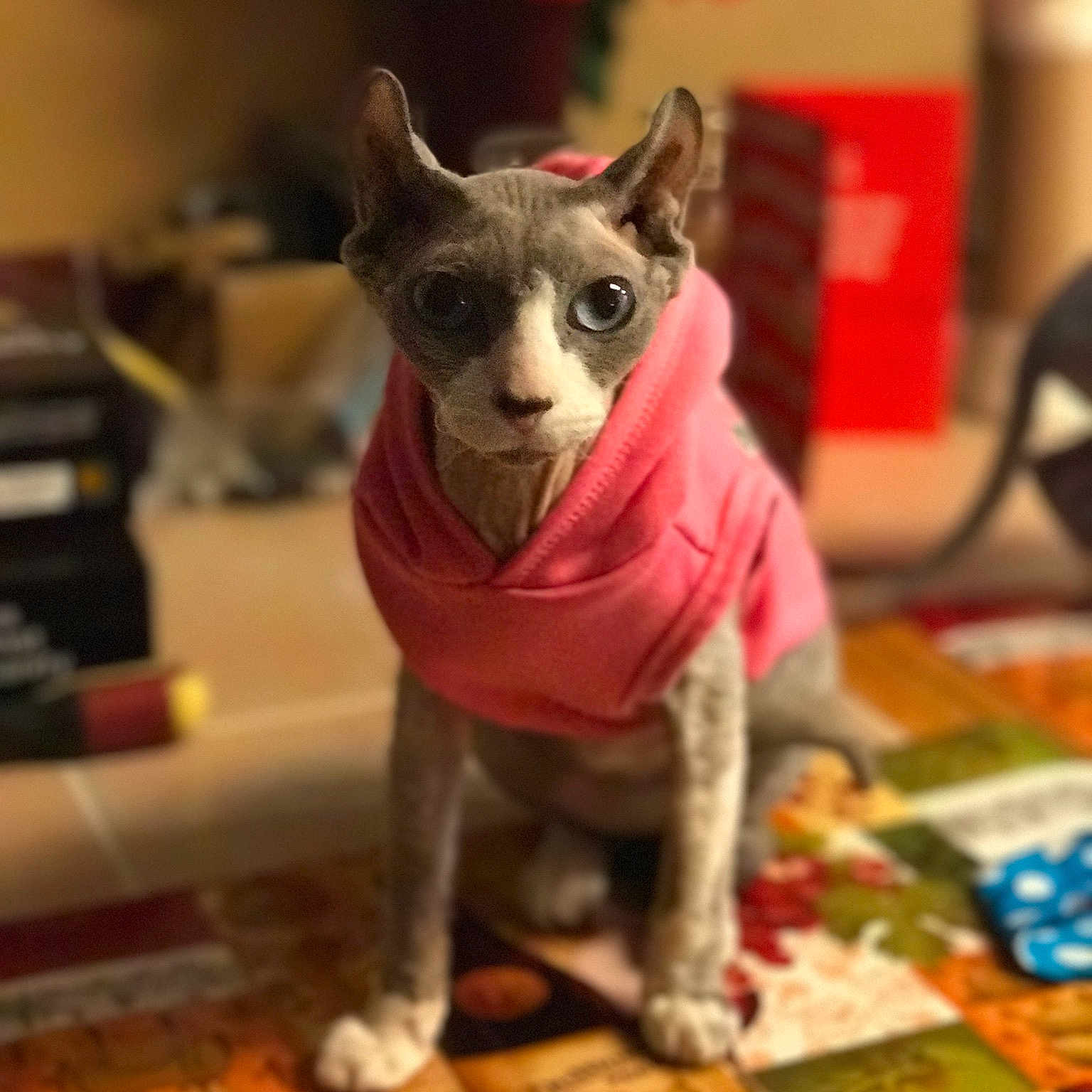 Mia is registered to the contest to win money with this photo: carnivoran, cat, cat_like_mammal, hairless_cat, person, small_to_medium_sized_cats, snout, sphynx, whiskers