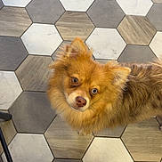 Alya participe au concours pour gagner de l'argent avec cette photo : dog, pet, indoor, floor, hexagonal_tiles, curious, golden_fur, fur, looking_up, chair_legs, tile_pattern, brown, gray, white, small_dog, companion, animal, domestic, cute, flooring