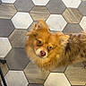 dog, pet, indoor, floor, hexagonal_tiles, curious, golden_fur, fur, looking_up, chair_legs, tile_pattern, brown, gray, white, small_dog, companion, animal, domestic, cute, flooring