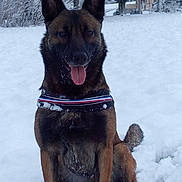 N-dy participe au concours pour gagner de l'argent avec cette photo : belgian_shepherd, belgian_shepherd_malinois, canidae, carnivore, dog, dog_breed, dutch_shepherd_dog, east_european_shepherd, formosan_mountain_dog, kai_ken, king_shepherd, kunming_wolfdog, mammal, old_german_shepherd_dog, rare_breed_dog, shiloh_shepherd_dog, snout, snow, sporting_group, vertebrate