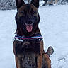 N-dy participe au concours pour gagner de l'argent avec cette photo : belgian_shepherd, belgian_shepherd_malinois, canidae, carnivore, dog, dog_breed, dutch_shepherd_dog, east_european_shepherd, formosan_mountain_dog, kai_ken, king_shepherd, kunming_wolfdog, mammal, old_german_shepherd_dog, rare_breed_dog, shiloh_shepherd_dog, snout, snow, sporting_group, vertebrate