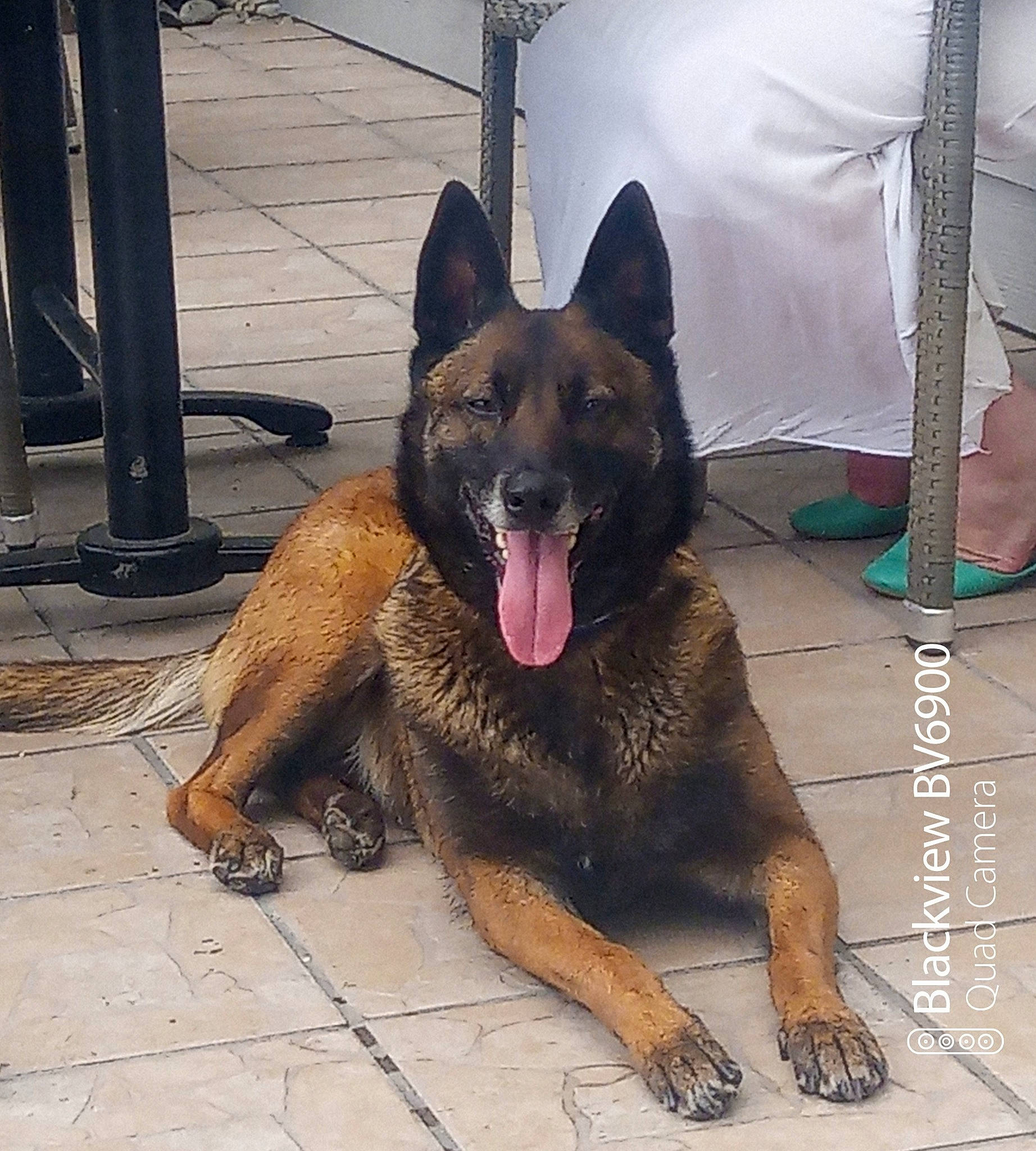 N-dy a rejoint le concours — aidez-le/la à gagner de superbes lots ! canidae, carnivore, companion_dog, dog, dog_breed, east_european_shepherd, fawn, german_shepherd_dog, giant_dog_breed, guard_dog, herding_dog, king_shepherd, law_enforcement, old_german_shepherd_dog, paw, snout, sporting_group, terrestrial_animal, working_animal, working_dog