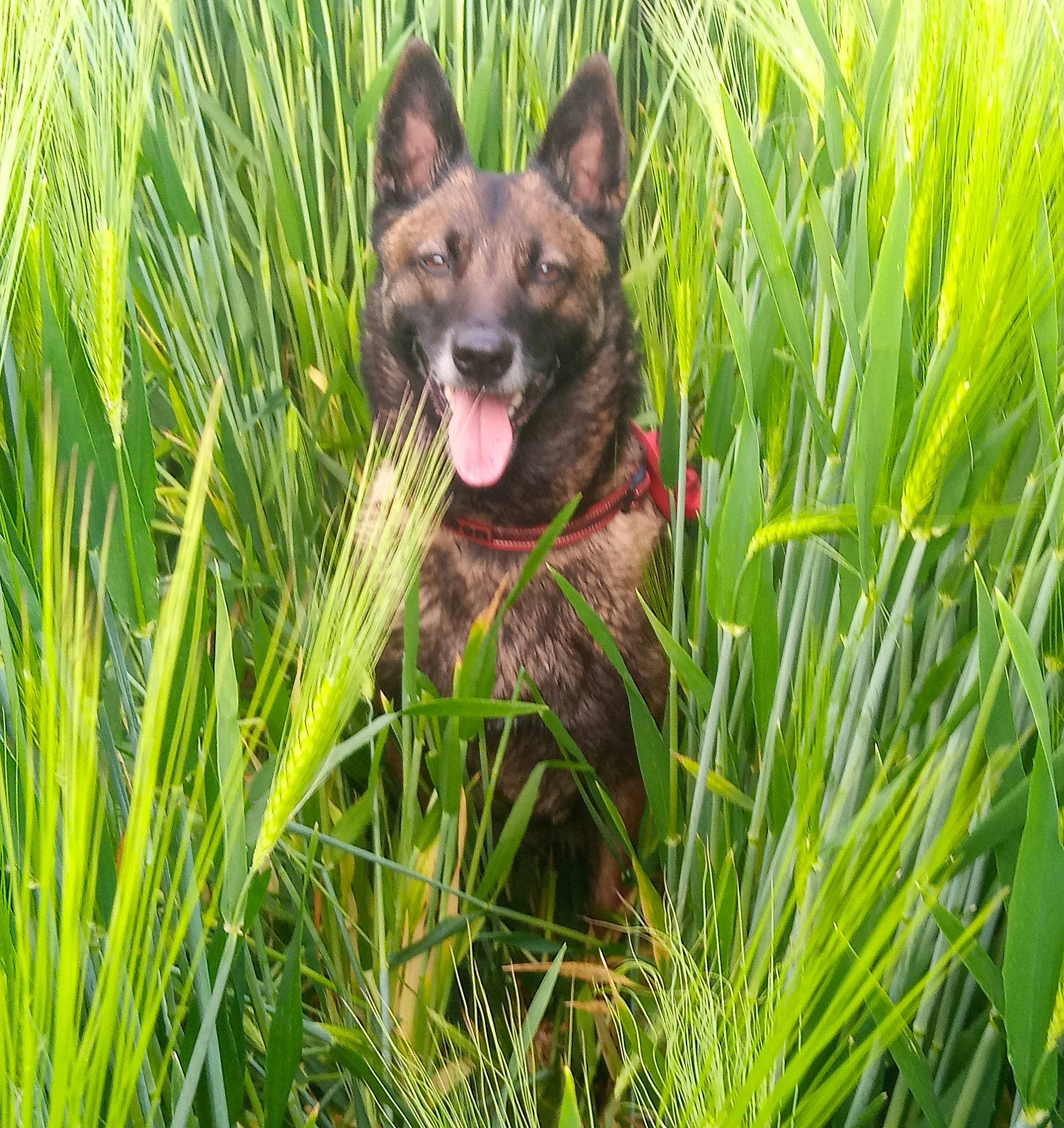 N-dy a rejoint le concours — aidez-le/la à gagner de superbes lots ! canidae, carnivore, companion_dog, dog, dog_breed, fawn, german_shepherd_dog, grass, grass_family, grassland, herding_dog, king_shepherd, old_german_shepherd_dog, plant, snout, sporting_group, terrestrial_animal, terrestrial_plant, wildlife, working_animal