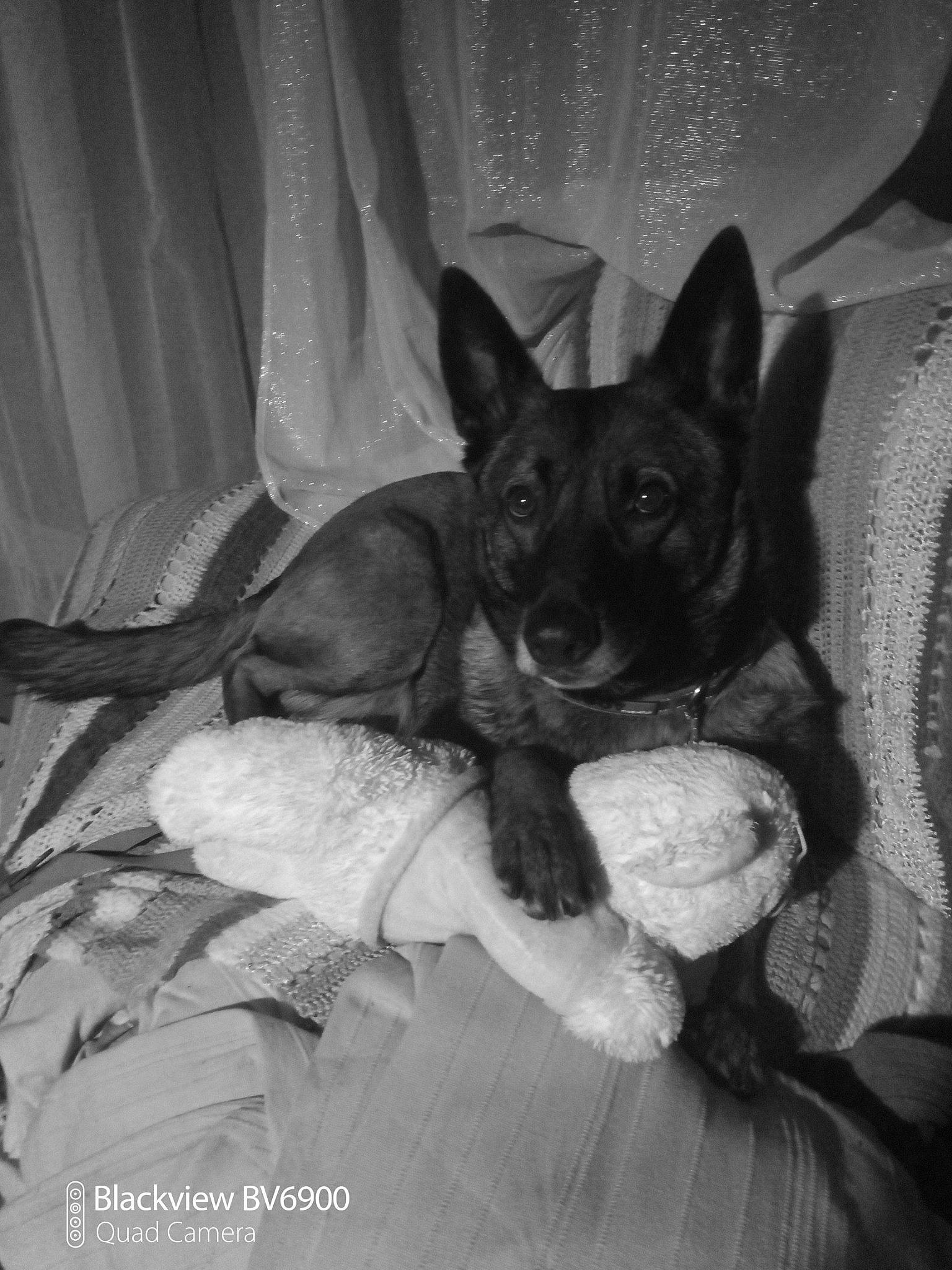 N-dy participe au concours pour gagner de l'argent avec cette photo : canidae, carnivore, comfort, companion_dog, curtain, darkness, dog, dog_breed, ear, grey, monochrome, monochrome_photography, paw, prazsky_krysarik, sitting, snout, style, toy_dog, whiskers, working_animal