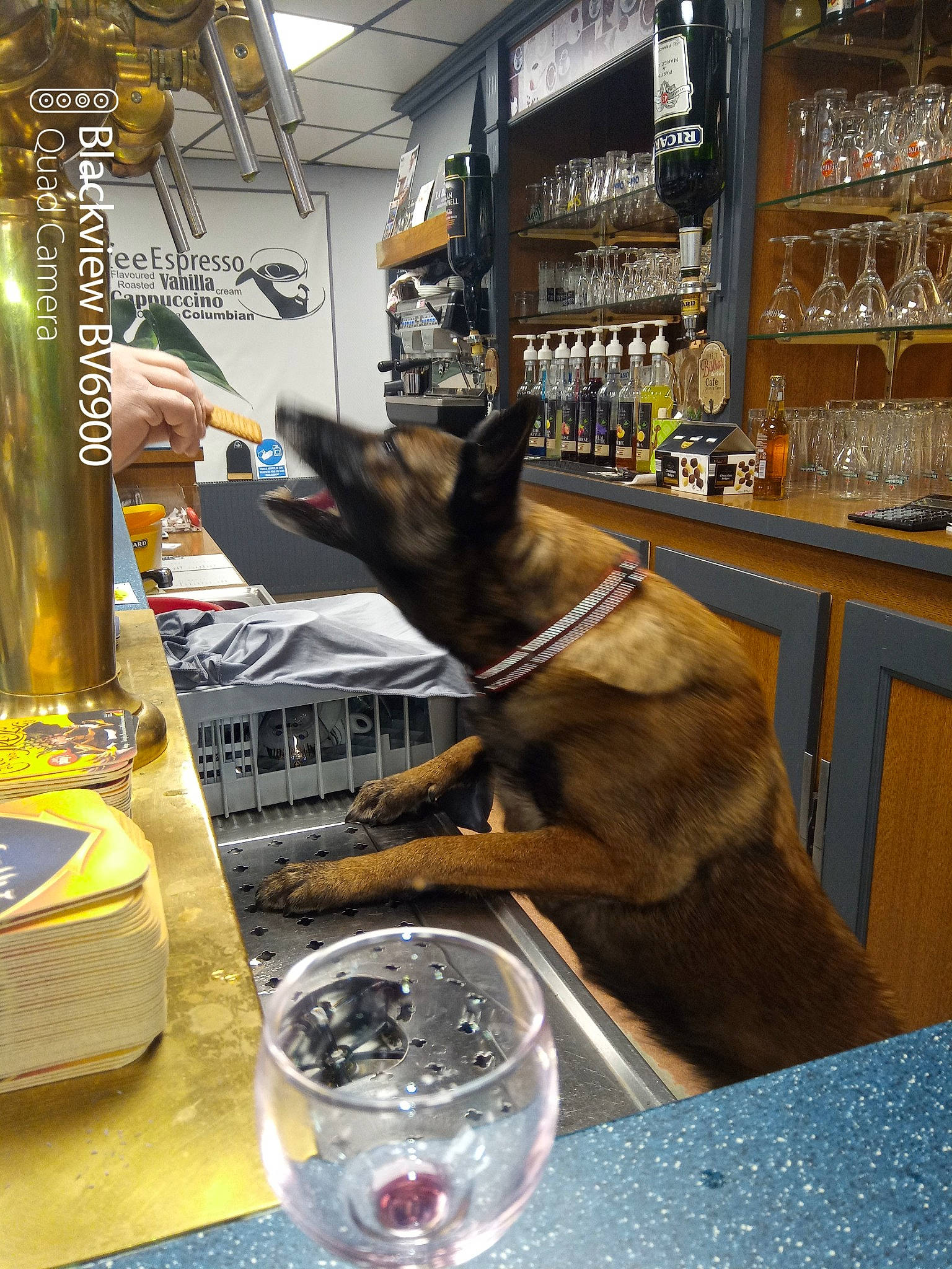 N-dy a rejoint le concours — aidez-le/la à gagner de superbes lots ! art, barware, bottle, cabinetry, carnivore, dog, dog_breed, drink, drinkware, east_european_shepherd, glass, king_shepherd, old_german_shepherd_dog, plate, shelf, table, tableware, wood, working_animal, working_dog