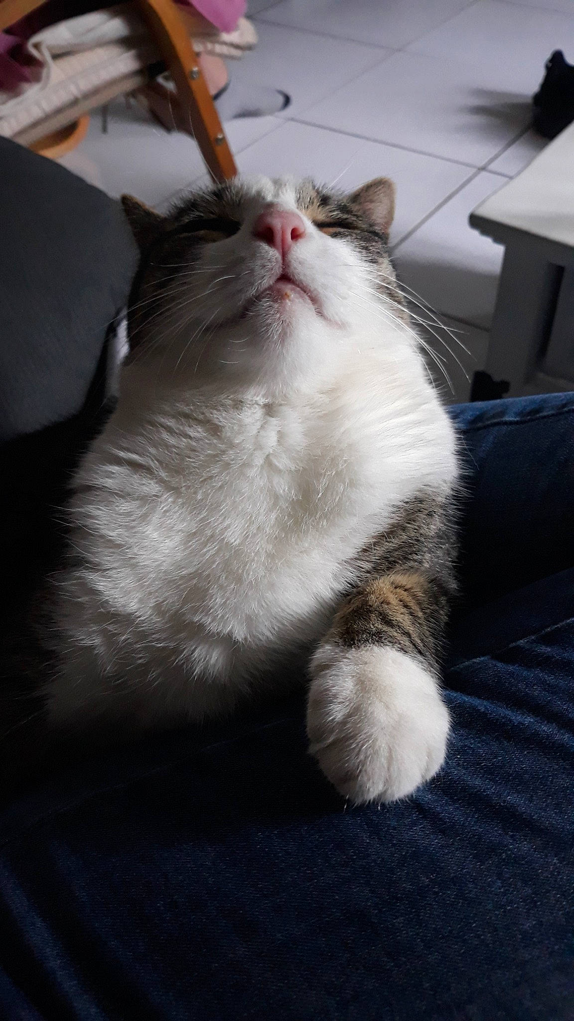 Guess participe au concours pour gagner de l'argent avec cette photo : aegean_cat, asian, carnivore, cat, claw, domestic_short_haired_cat, felidae, fur, mammal, ojos_azules, ragdoll, small_to_medium_sized_cats, snout, tail, turkish_van, whiskers