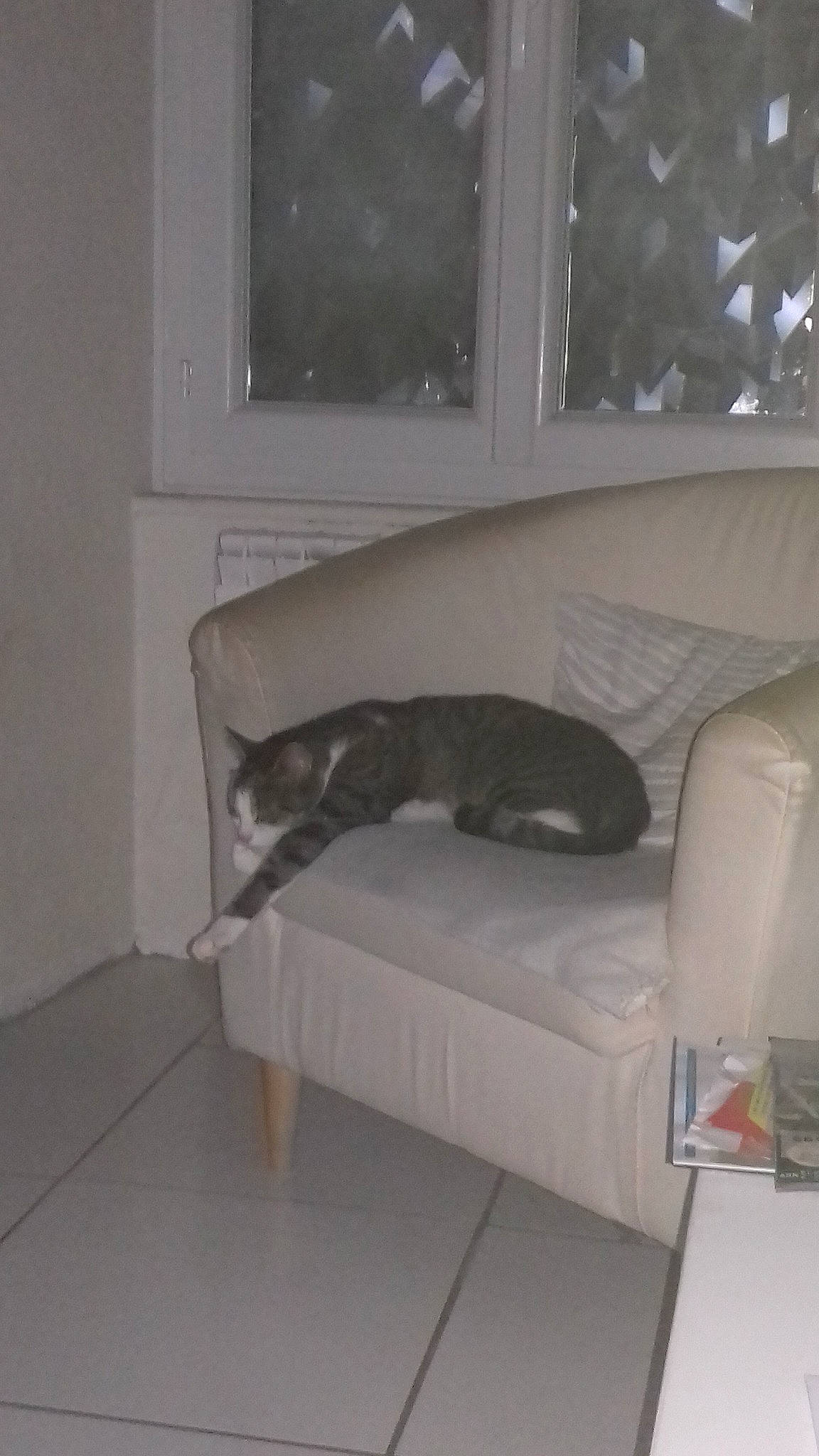 Guess participe au concours pour gagner de l'argent avec cette photo : cat, comfort, couch, felidae, floor, furniture, interior_design, room, small_to_medium_sized_cats, tail, whiskers