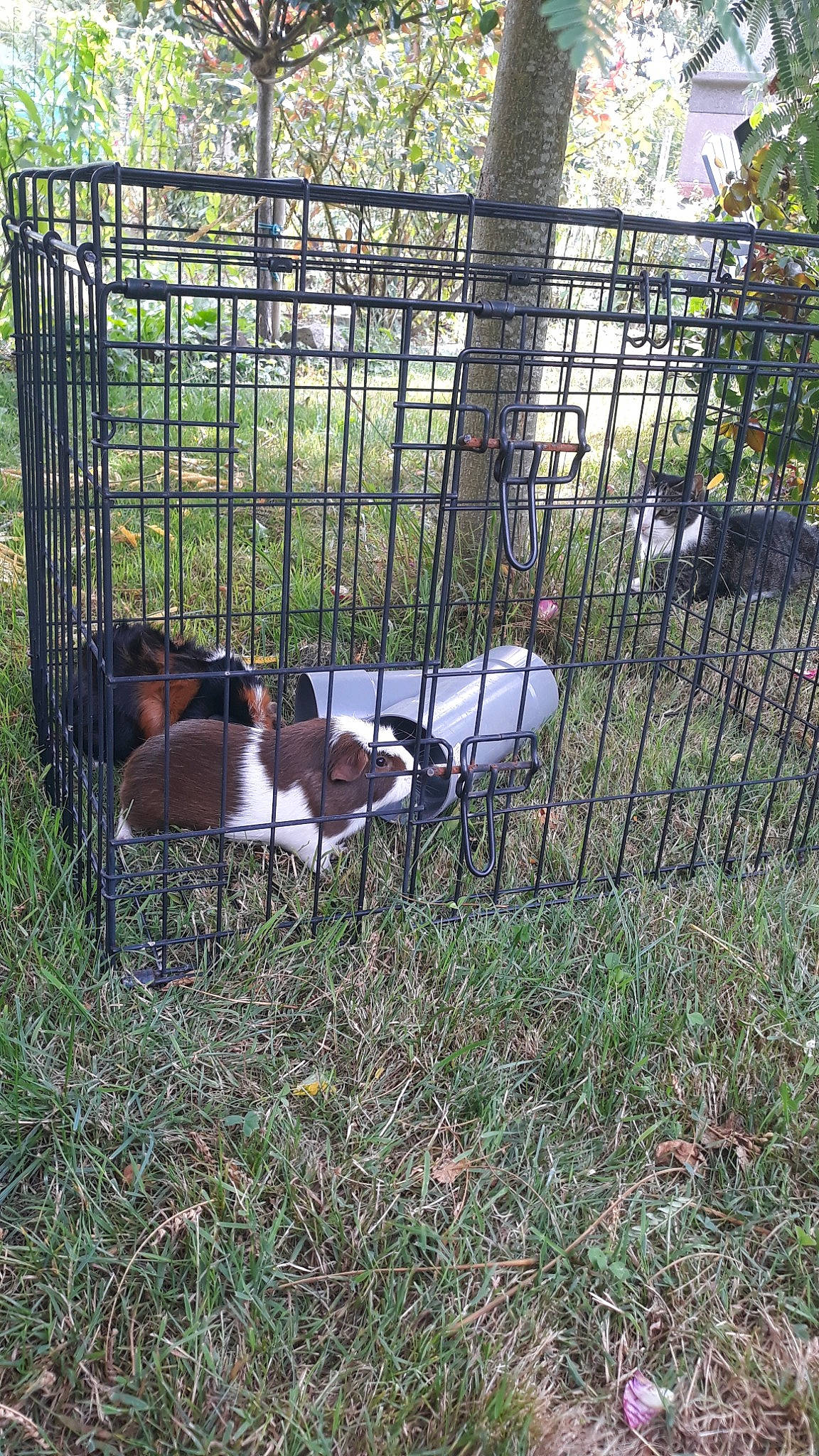 Guess a rejoint le concours — aidez-le/la à gagner de superbes lots ! animal_shelter, beagle, cage, canidae, carnivore, dog, dog_breed, dog_crate, kennel, mesh, pet_supply, puppy