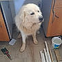 dog, white_dog, indoor, floor, wooden_floor, workbench, tools, construction_materials, cabinet, plastic_bucket, messy, pet, animal, fur, sitting, looking_away, home, household, flooring, curious