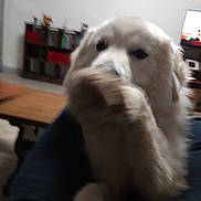 Soupie participe au concours pour gagner de l'argent avec cette photo : dog, white_dog, paw, close_up, blurry, indoor, living_room, furniture, television, person, lap, canine, pet, animal, cozy, couch, wooden_table, home, blur, mammal