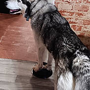Sierra joined the competition — help win amazing prizes! animal, background, blue_eyes, brick_wall, canine, collar, dog, domestic, fur, house, indoor, looking_away, muzzle, paw, pet, siberian_husky, side_view, standing, water_bowl, wooden_floor