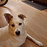dog, white_dog, brown_patches, lying_down, wooden_floor, indoor, kitchen, mat, bicycle_wheel, pet, canine, looking_at_camera, animal, flooring, domestic_animal, home, relaxed, fur, ears, snout
