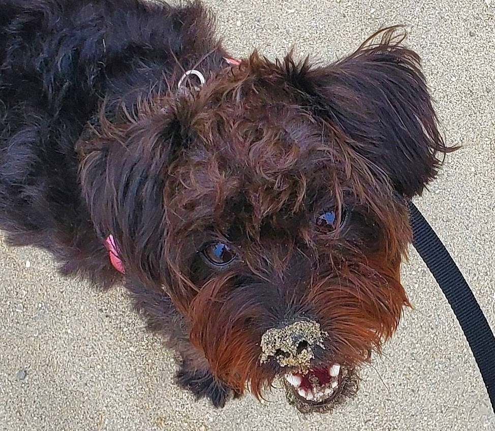 Shelby joined the competition — help win amazing prizes! canidae, carnivore, companion_dog, dog, dog_breed, dog_collar, dog_supply, fur, liver, maltepoo, poodle_crossbreed, puppy, small_terrier, snout, sporting_group, terrier, toy_dog, water_dog, working_animal, yorkipoo