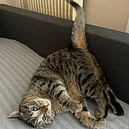 Scarr participe au concours pour gagner de l'argent avec cette photo : cat, tabby, pet, indoor, bed, playing, curious, feline, fur, whiskers, tail, resting, cozy, couch, radiator, striped, animal, cute, domestic, eyes