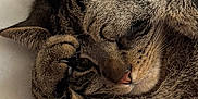 Scarr participe au concours pour gagner de l'argent avec cette photo : cat, tabby, paw, sleeping, resting, fur, pet, animal, cute, whiskers, ears, nose, closeup, cozy, indoor, bed, blanket, relaxed, feline, soft