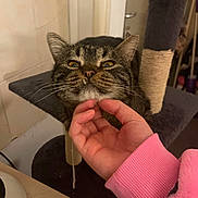 Minou participe au concours pour gagner de l'argent avec cette photo : cat, tabby, hand, chin_scratch, fang, cat_tree, sisal_post, indoor, pet, feline, whiskers, fur, closeup, cute, playful, pink_sleeve, person, animal, cozy, home