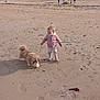 toddler, child, dog, beach, sand, leash, boots, jacket, outdoor, footprints, building, people, sky, walking, pet, animal, coast, play, scenic, daytime