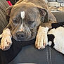 Starla is registered to the contest to win money with this photo: dog, sleeping, couch, blanket, paw, resting, cozy, indoor, pet, fur, relaxed, home, stone_wall, comfort, animal, napping, brown_dog, white_paws, closeup, domestic