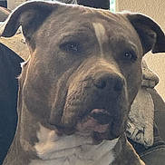 Starla is registered to the contest to win money with this photo: dog, pet, indoor, portrait, close_up, canine, brown, white, fur, face, ears, nostrils, blanket, couch, window, natural_light, animal, companion, domestic, home