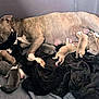 Starla joined the competition — help win amazing prizes! dog, puppies, mother_dog, sleeping, nursing, newborn, animal, pet, cute, cozy, blanket, resting, family, canine, indoor, young, mammal, fur, sleep, bonding