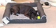 Beauty is registered to the contest to win money with this photo: dog, pet_bed, tennis_ball, carpet, indoor, black_dog, resting, floor, cable, statue, plush, cozy, relaxed, animal, home, fur, laying_down, toy, quiet, domestic