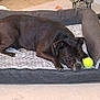 dog, pet_bed, tennis_ball, carpet, indoor, black_dog, resting, floor, cable, statue, plush, cozy, relaxed, animal, home, fur, laying_down, toy, quiet, domestic