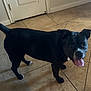 Beauty is registered to the contest to win money with this photo: dog, black_dog, indoor, tile_floor, carpet, tongue_out, pet, canine, ears, happy, looking_up, domestic_animal, animal, standing, four_legs, tail, snout, white_patch, companion, house