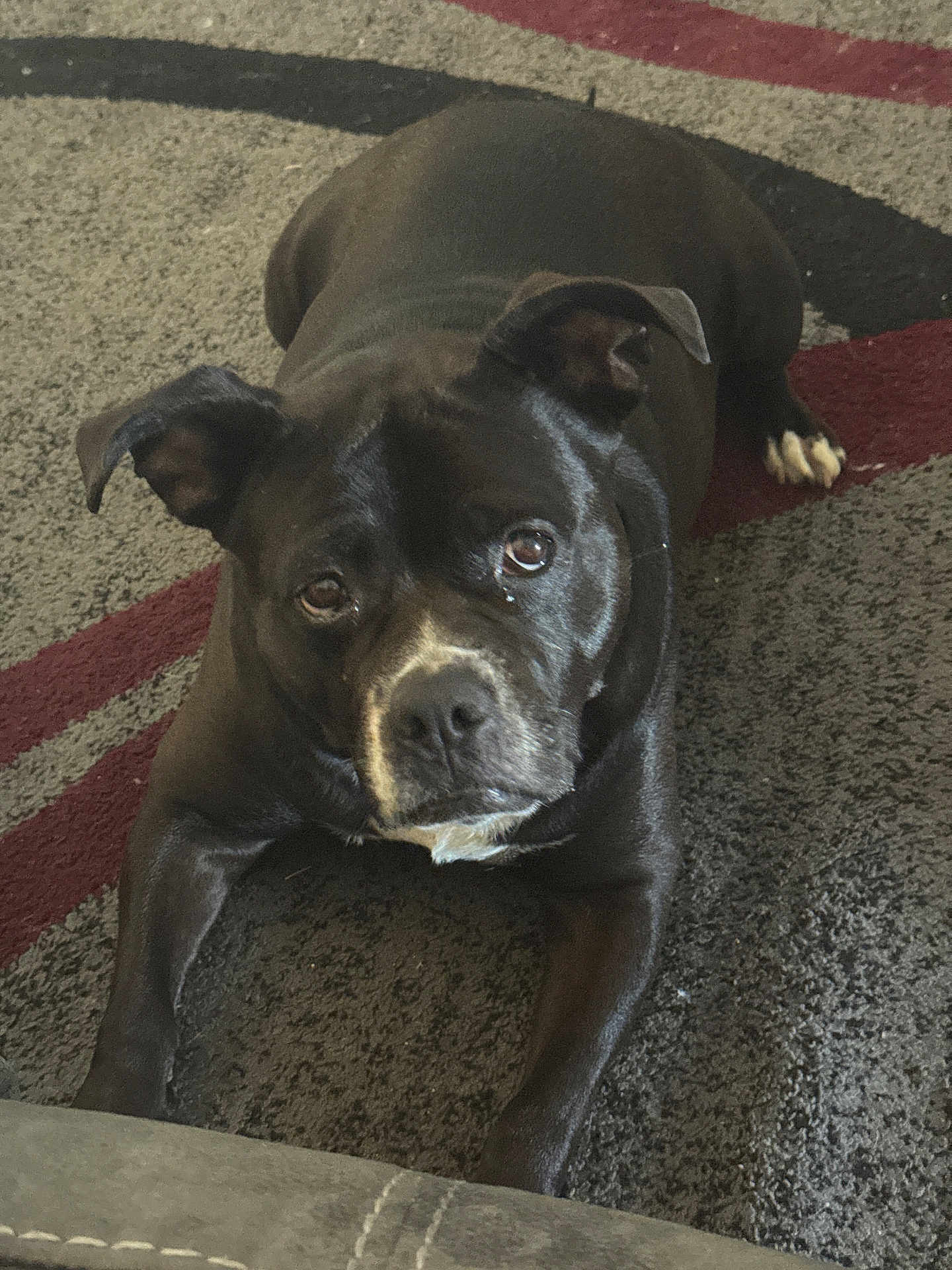 Beauty is registered to the contest to win money with this photo: dog, black_dog, pet, indoor, carpet, floor, animal, canine, lying_down, looking_up, white_patch, ears, fur, cute, domestic_animal, companion, waiting, home, expression, mammal