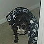 Beauty joined the competition — help win amazing prizes! dog, black_dog, blanket, skull_pattern, carpet, indoor, pet, animal, white_chest, door_frame, flash_reflection, sitting, cute, domestic_animal, companion, canine, floor, wall, shadow, resting