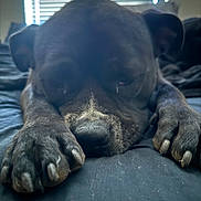 Beauty is registered to the contest to win money with this photo: dog, black_dog, paws, bed, indoor, sleepy, resting, close_up, animal, pet, canine, napping, fur, snout, claws, window_blinds, soft_light, relaxed, domestic_animal, quiet