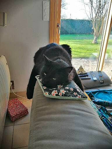 Omega participe au concours pour gagner de l'argent avec cette photo : canidae, carnivore, chair, comfort, companion_dog, couch, dog_breed, felidae, flooring, fur, grass, house, linens, plant, small_to_medium_sized_cats, sporting_group, tail, tree, window, wood