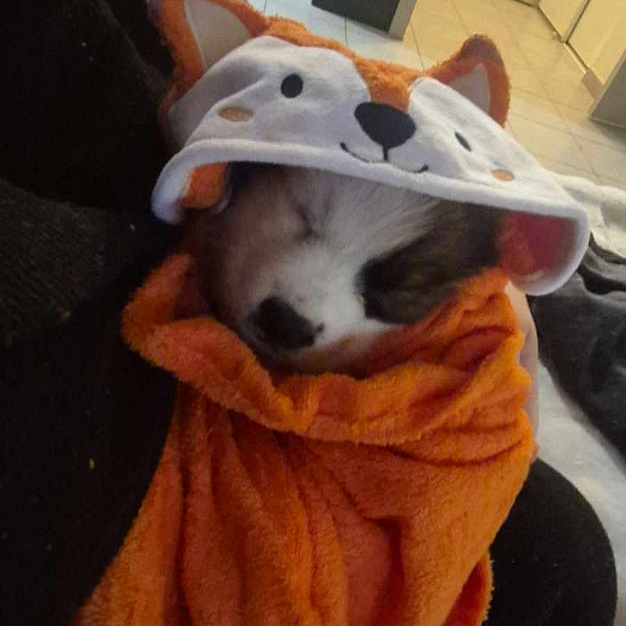 Nova a rejoint le concours — aidez-le/la à gagner de superbes lots ! adorable, animal, black_couch, blanket, cozy, cute, dog, face, fox_hood, fur, head, home, indoor, nap, orange_towel, pet, puppy, resting, sleeping, wrapped