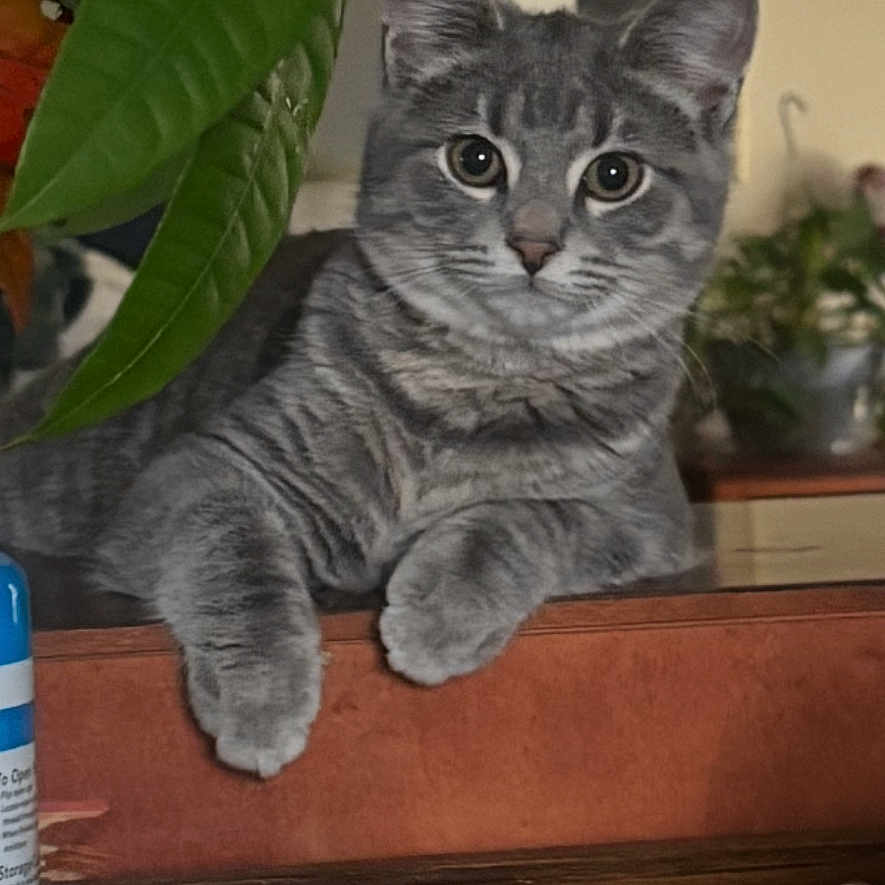 Blaize is registered to the contest to win money with this photo: animal, background, cat, cozy, curious, domestic, ears, feline, fur, gray_tabby, houseplant, indoor, leaf, pet, plant, portrait, relaxed, table, whiskers, wooden_surface