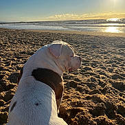 Tao participe au concours pour gagner de l'argent avec cette photo : dog, beach, sand, ocean, sunlight, water, sky, sun, animal, outdoor, nature, seaside, pet, canine, daylight, shore, relaxation, vacation, summer, scenery