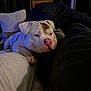 Tao participe au concours pour gagner de l'argent avec cette photo : dog, white_dog, bulldog, pet, indoor, couch, pillows, blanket, relaxing, resting, cozy, furniture, living_room, pink_nose, fur, cute, portrait, animal, companion, home