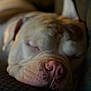 Tao a rejoint le concours — aidez-le/la à gagner de superbes lots ! dog, sleeping, close_up, nose, pink_nose, resting, cozy, soft_lighting, peaceful, animal, pet, face, relaxation, fur, indoor, portrait, mammal, snout, calm, cute
