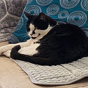 Loki is registered to the contest to win money with this photo: cat, black_and_white, sleeping, couch, pillow, quilted_mat, indoor, pet, feline, resting, cozy, fur, whiskers, relaxed, patterned_pillow, home, comfort, animal, close_up, soft_texture