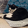 cat, black_and_white, sleeping, couch, pillow, quilted_mat, indoor, pet, feline, resting, cozy, fur, whiskers, relaxed, patterned_pillow, home, comfort, animal, close_up, soft_texture